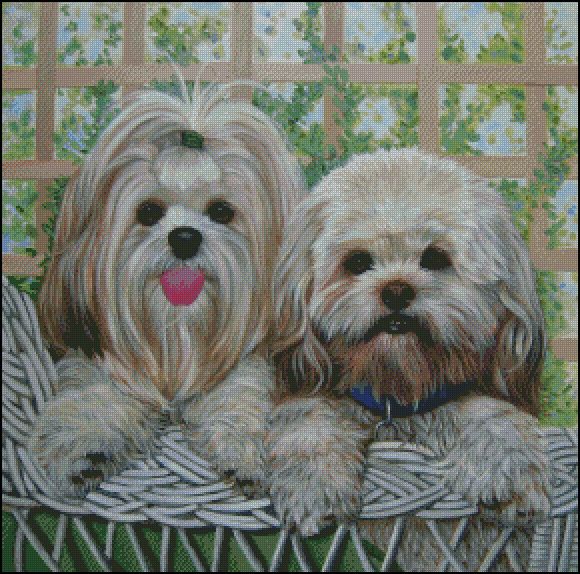 (image for) 2 Lhasas On a Wicker Chair